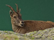 75 Stambecco con Lago del Diavolo